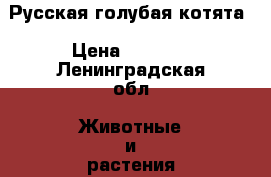 Русская голубая котята › Цена ­ 4 000 - Ленинградская обл. Животные и растения » Кошки   